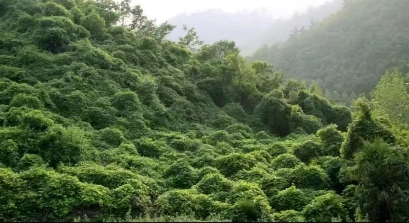 野生葛根生長(zhǎng)環(huán)境圖.jpg
