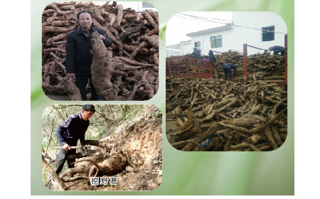 一勺野生葛根粉里的「古今對話」，從古籍記載到現(xiàn)代餐桌的清涼傳承