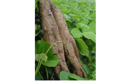 正宗的野生葛根粉，本質(zhì)是淀粉嗎？探秘千年本草中的自然饋贈(zèng)