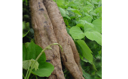 葛粉是什么？解鎖這份藏著千年文化與養(yǎng)生智慧的天然食材