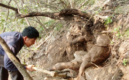 深山藏珍，二月風(fēng)正在大量收購寒冬野生葛根