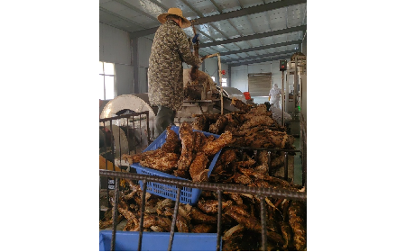 野生葛粉加工正當(dāng)時(shí)，二月風(fēng)匠心傳承好味道